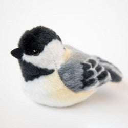 Black Cap Chickadee