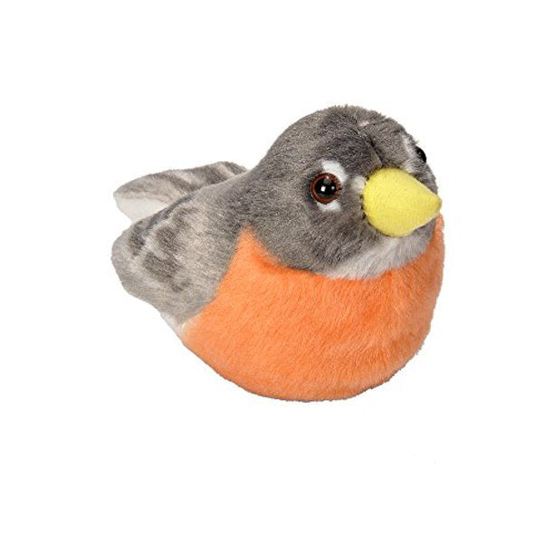 American Robin