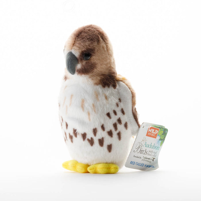 Red Tail Hawk