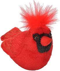 Northern Cardinal