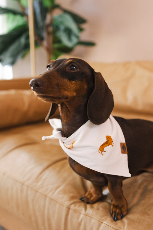 Dachshund dog on a brown couch wearing Beige Dog Bandana in Dachshund print
