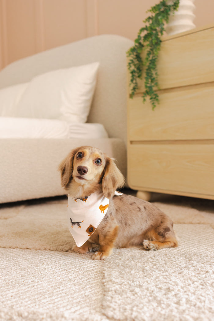 Dachshund Dog wearing Beige Dog Bandana in Dachshund print sitting in a bedroom