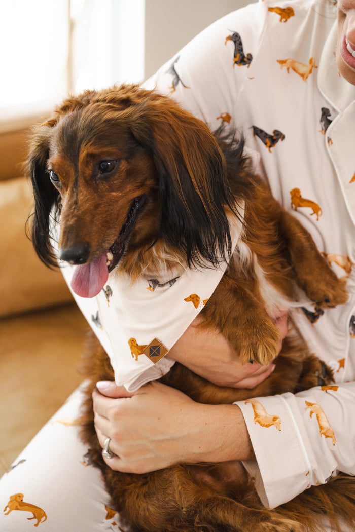 A person holding a Dachshund dog in Beige Dog Bandana in Dachshund print also wearing a similar print pajamas