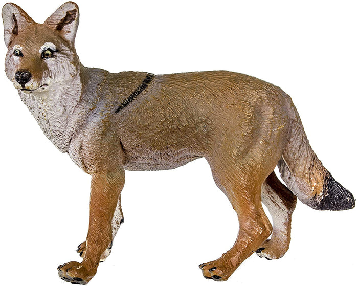 Coyote