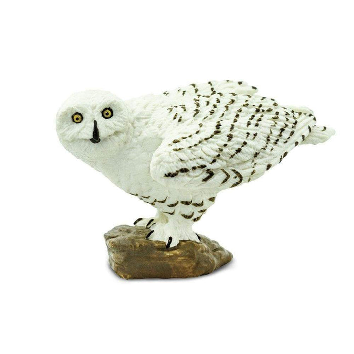 Snowy Owl