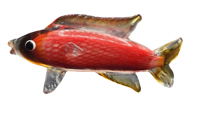 Glass Carp Fish