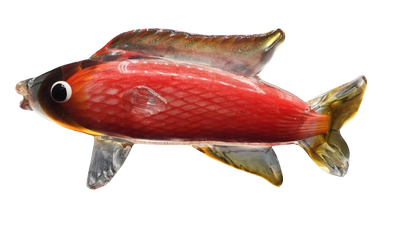 Glass Carp Fish