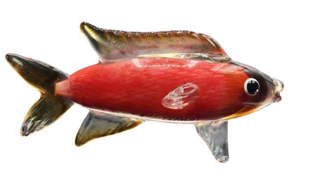 Glass Carp Fish