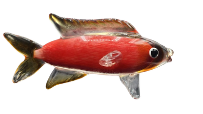 Glass Carp Fish