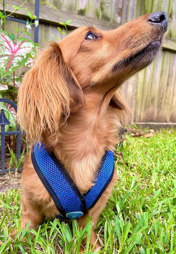 Gooby Comfort X Step in Harness Blue Medium