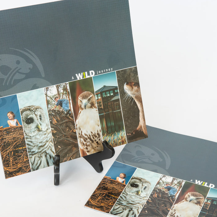 Wild Journey Book